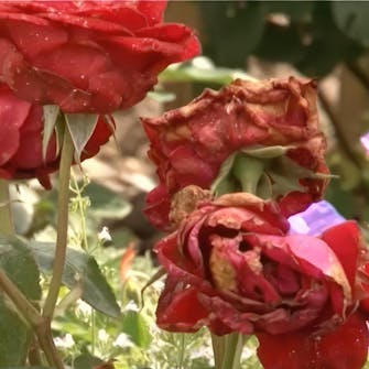 visne roser visne roser